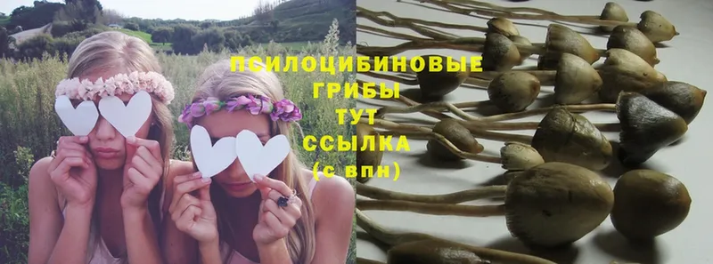 shop наркотические препараты  Губаха  Галлюциногенные грибы Psilocybe 